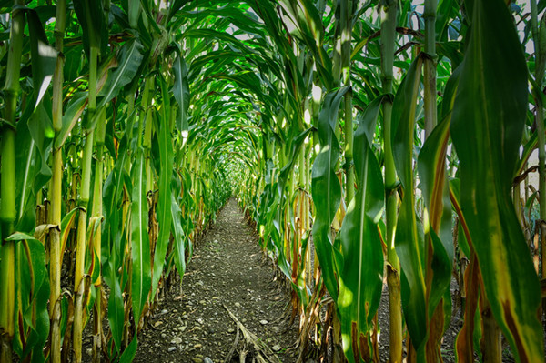 corn field.jpg