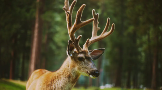 deer anlter.png