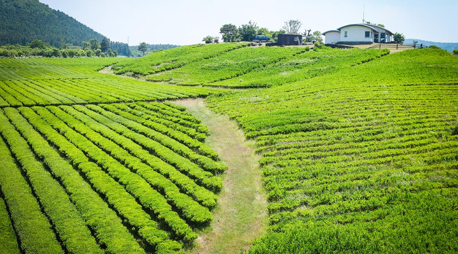 Green Tea Plant.jpg